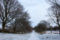 winter-wonderland-2